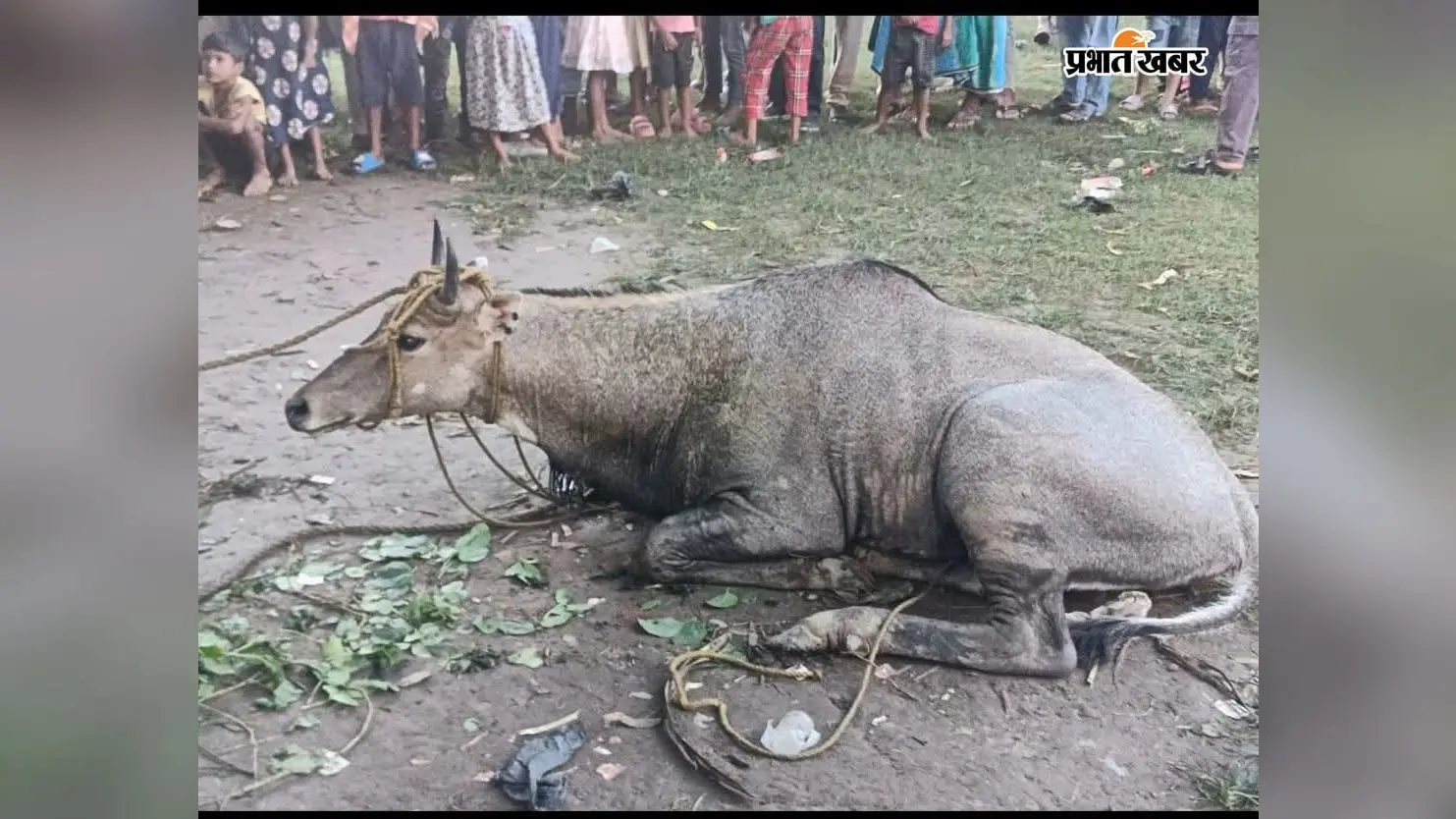बाढ़ के बीच बगीचे में पहुंची नीलगाय, वन विभाग ने किया रेस्क्यू; गंगा के रौद्र रूप से कटाव का खौफ