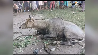 बाढ़ के बीच बगीचे में पहुंची नीलगाय, वन विभाग ने किया रेस्क्यू; गंगा के रौद्र रूप से कटाव का खौफ