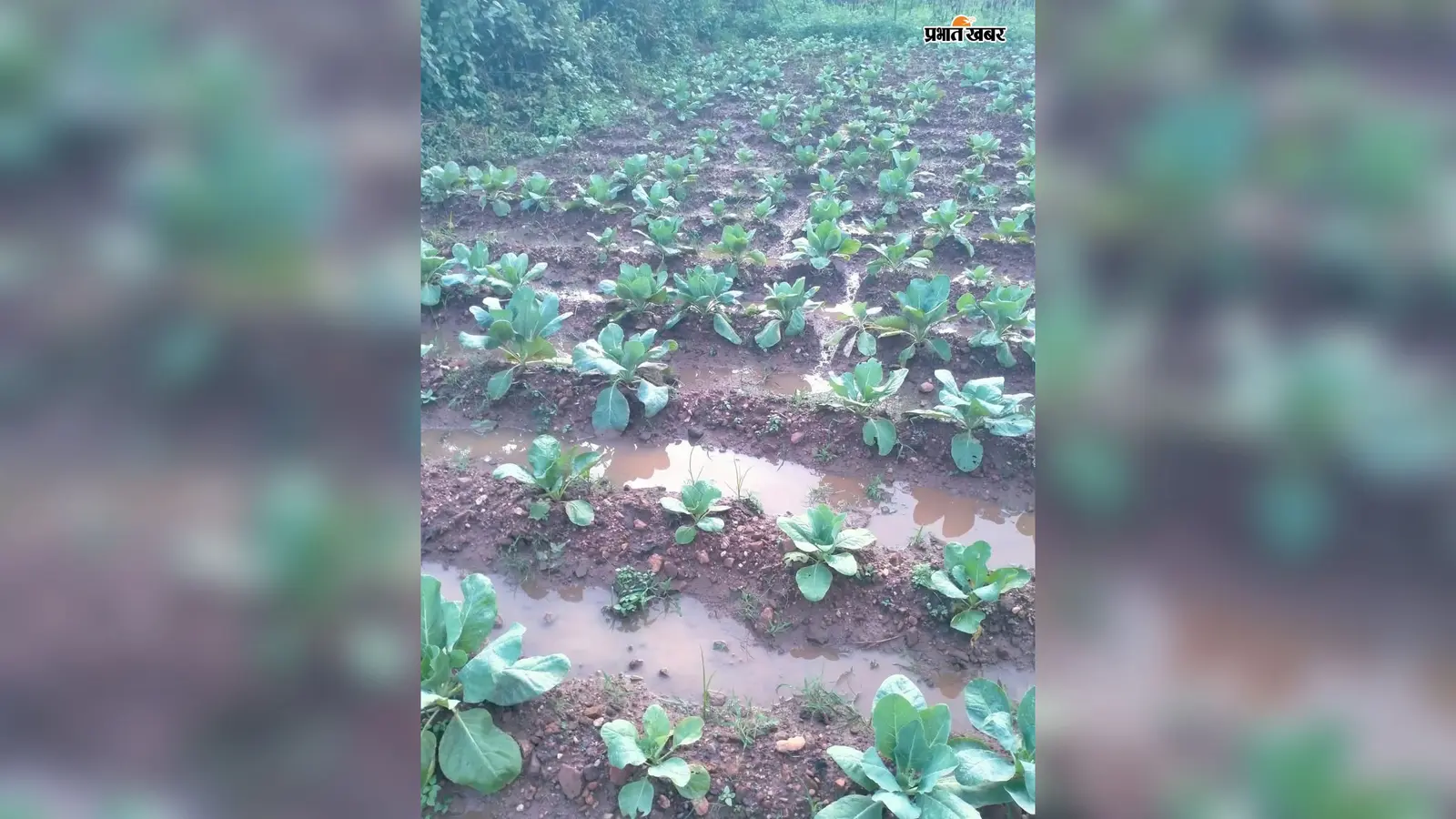 फूलगोभी की खेती पर बारिश की मार,जलजमाव से फसल बर्बादी का खतरा
