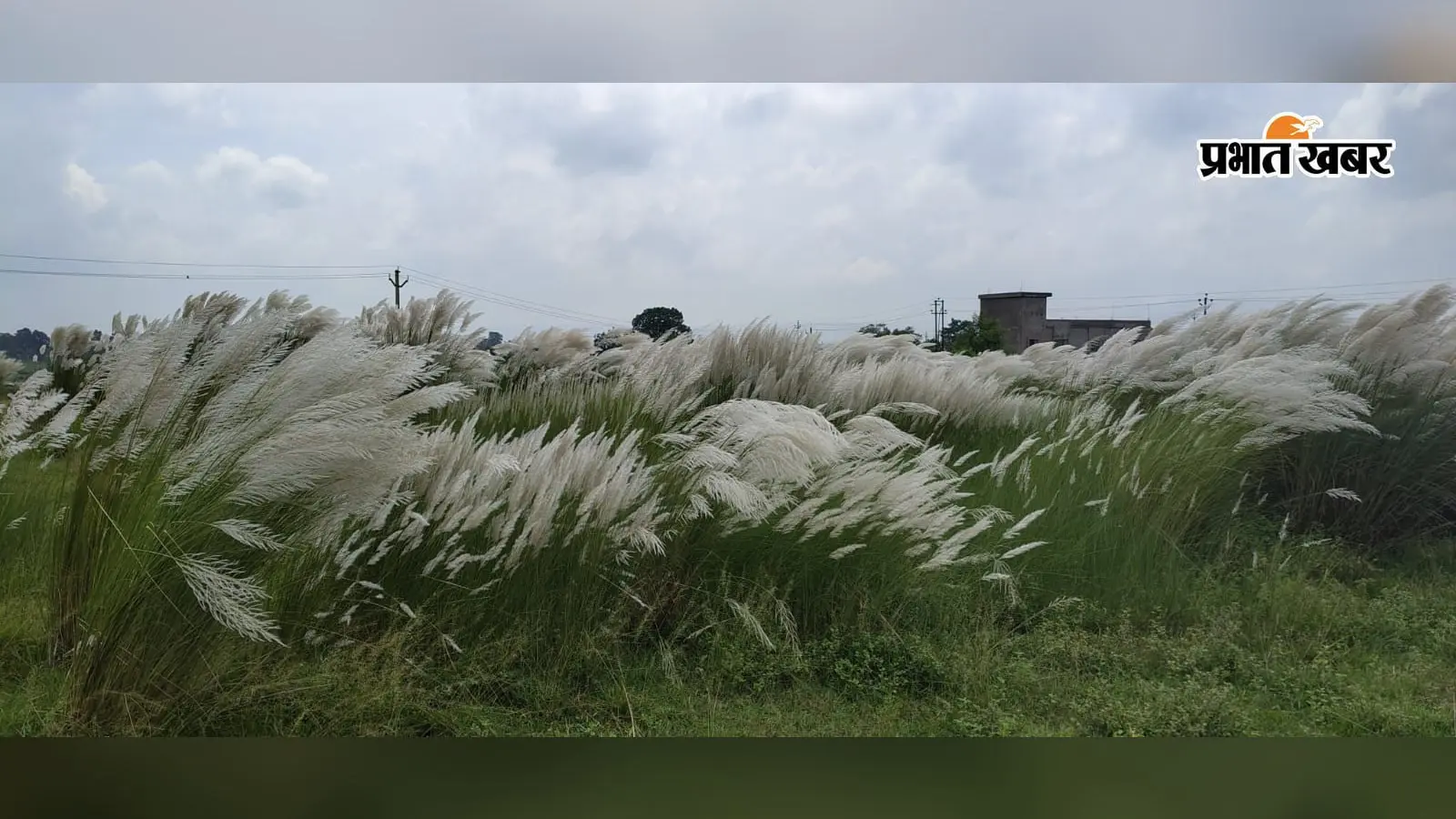 कांस के फूलों से सजी झारखंड की धरती, सफेद चादर सा दिख रहा ग्रामीण इलाका; त्योहारों की आहट