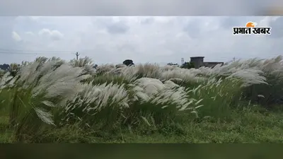 कांस के फूलों से सजी झारखंड की धरती, सफेद चादर सा दिख रहा ग्रामीण इलाका; त्योहारों की आहट