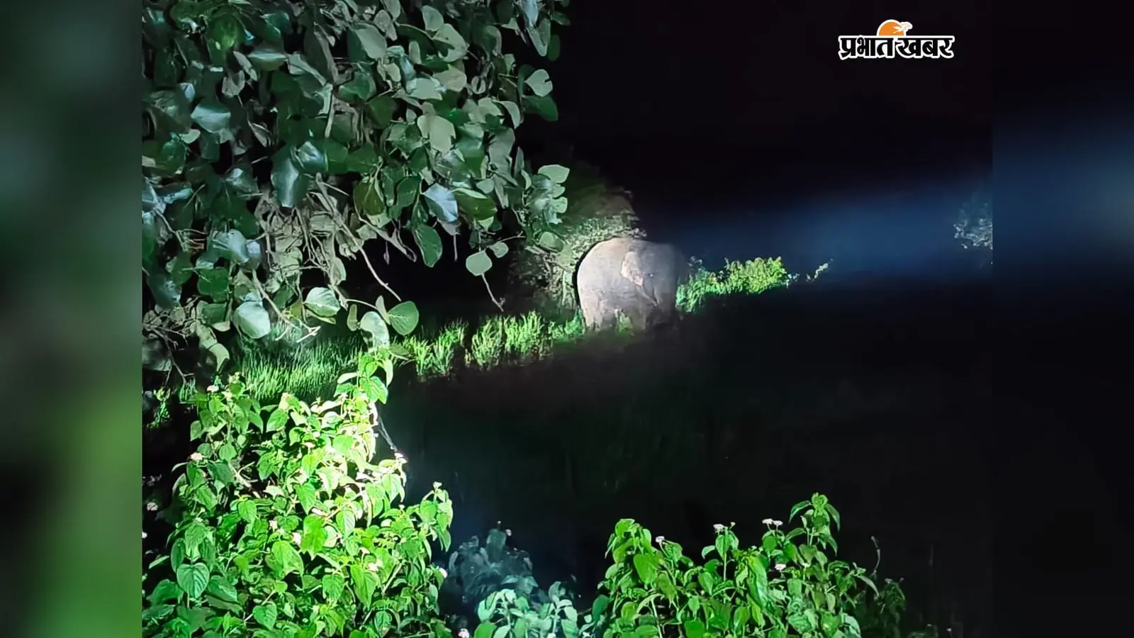 ताराटांड़ के भलपहरी गांव में अचानक घुसा हाथियों का झुंड, पुलिस और ग्रामीणों की तत्परता से टला बड़ा खतरा