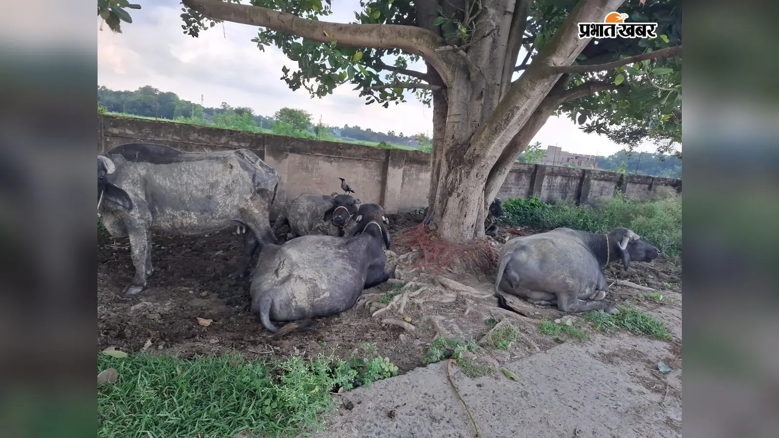 प्लेटफॉर्म पर बंधी भैंस, जगदीशपुर हॉल्ट पर यात्री सुविधाओं का हाल बेहाल