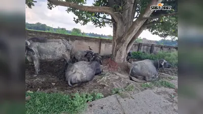 प्लेटफॉर्म पर बंधी भैंस, जगदीशपुर हॉल्ट पर यात्री सुविधाओं का हाल बेहाल