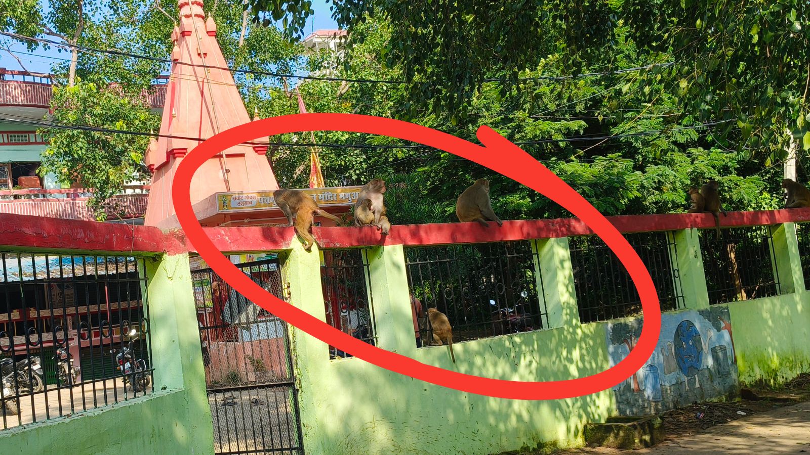 लाल घेरे में बंदरों का झुंड