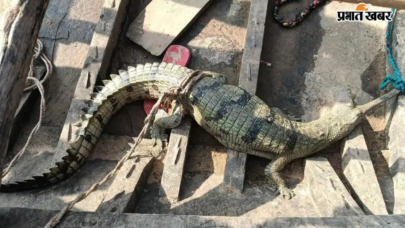 रोहतास के सोन नदी में मछली पकड़ रहे लोगों के जाल में फंसा चार फीट लंबा घड़ियाल, मची अफरा-तफरी