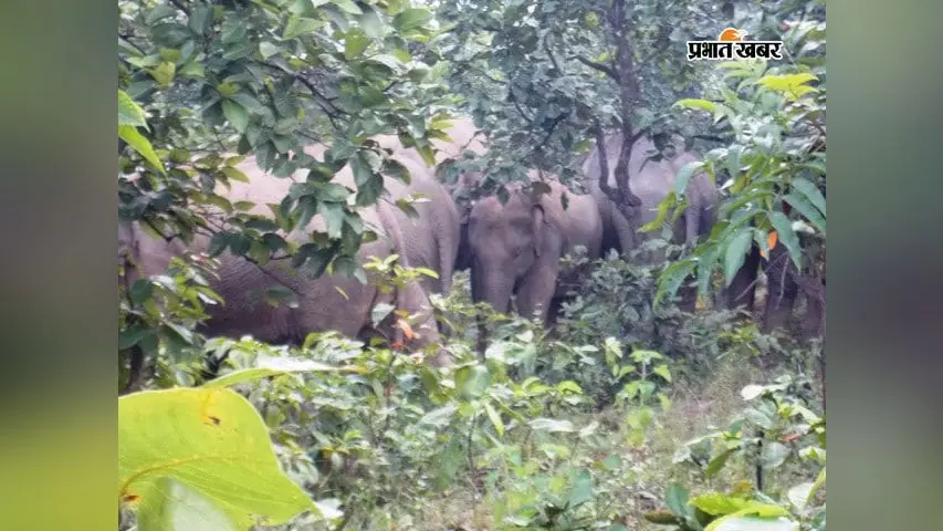 रानीबाग जंगल में हाथी के हमले में ग्रामीण घायल, साथी लापता