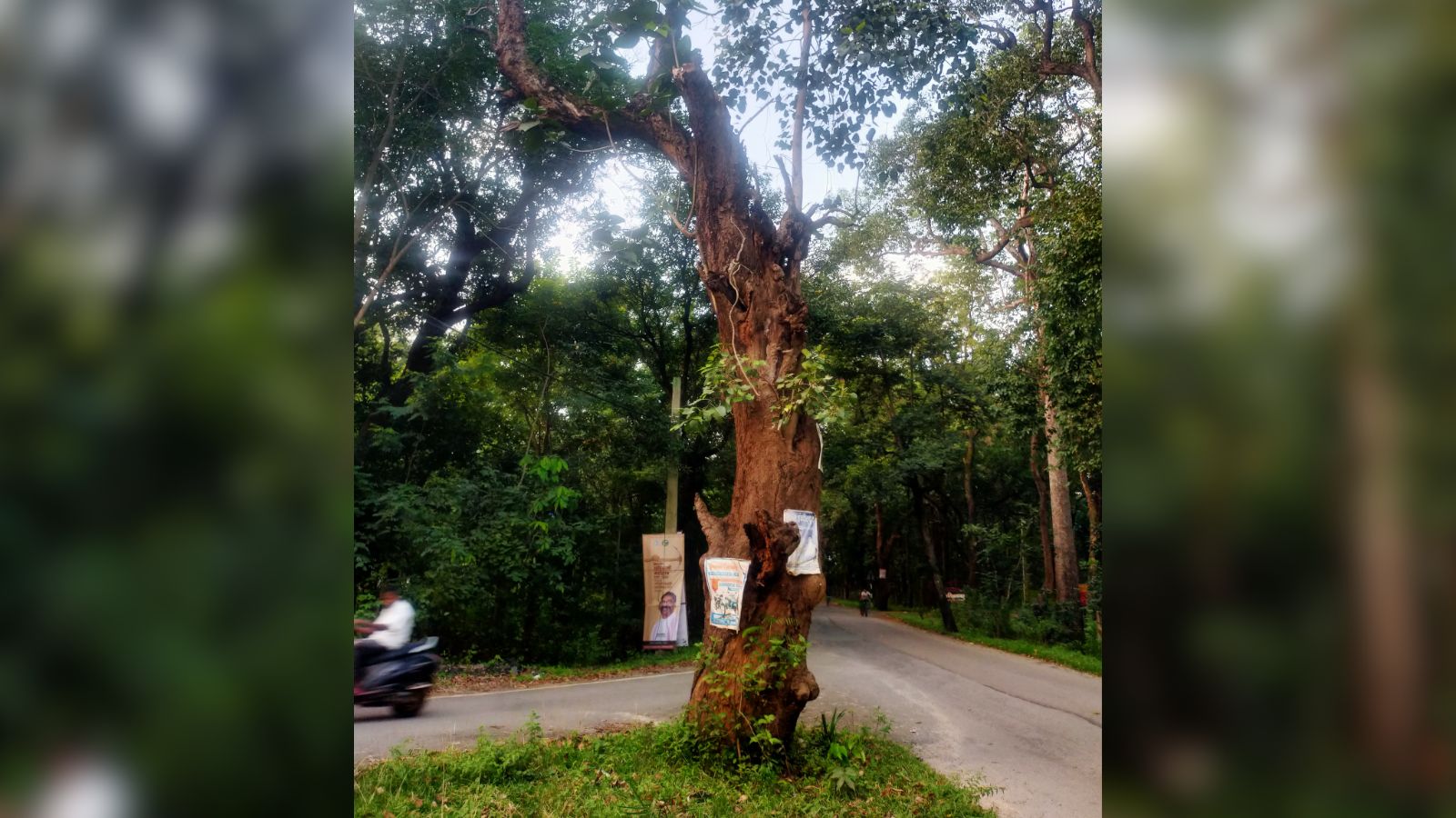 सड़क किनारे स्थित पेड़