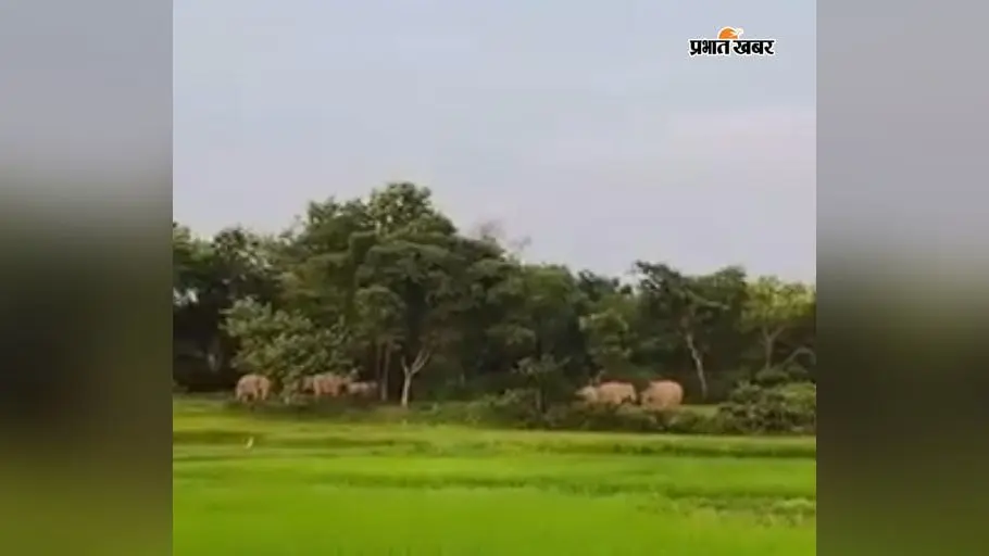 धान पकने से पहले हाथियों की दस्तक, खेतों में फसलों पर मंडराया संकट..