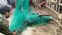 वीरपुर में सड़क पर घूमता दिखा आठ फीट का मगरमच्छ, एक घंटे के रेस्क्यू के बाद जाल में पकड़ा, कोसी नदी में छोड़ा