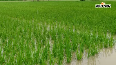 गढ़वा में अगस्त की बारिश ने पलटी खेती की तस्वीर, 47,940 हेक्टेयर में धान की रोपनी पूरी
