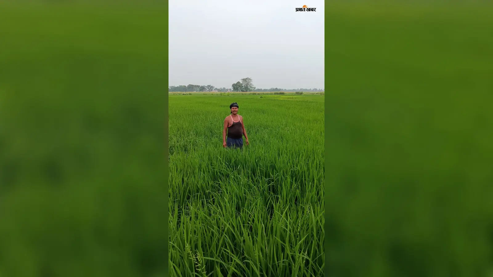 सारण के बनियापुर में सितंबर की बारिश से धान-मक्के की फसल में लौटी हरियाली, खरपतवार ने बढ़ायी किसानों की परेशानी