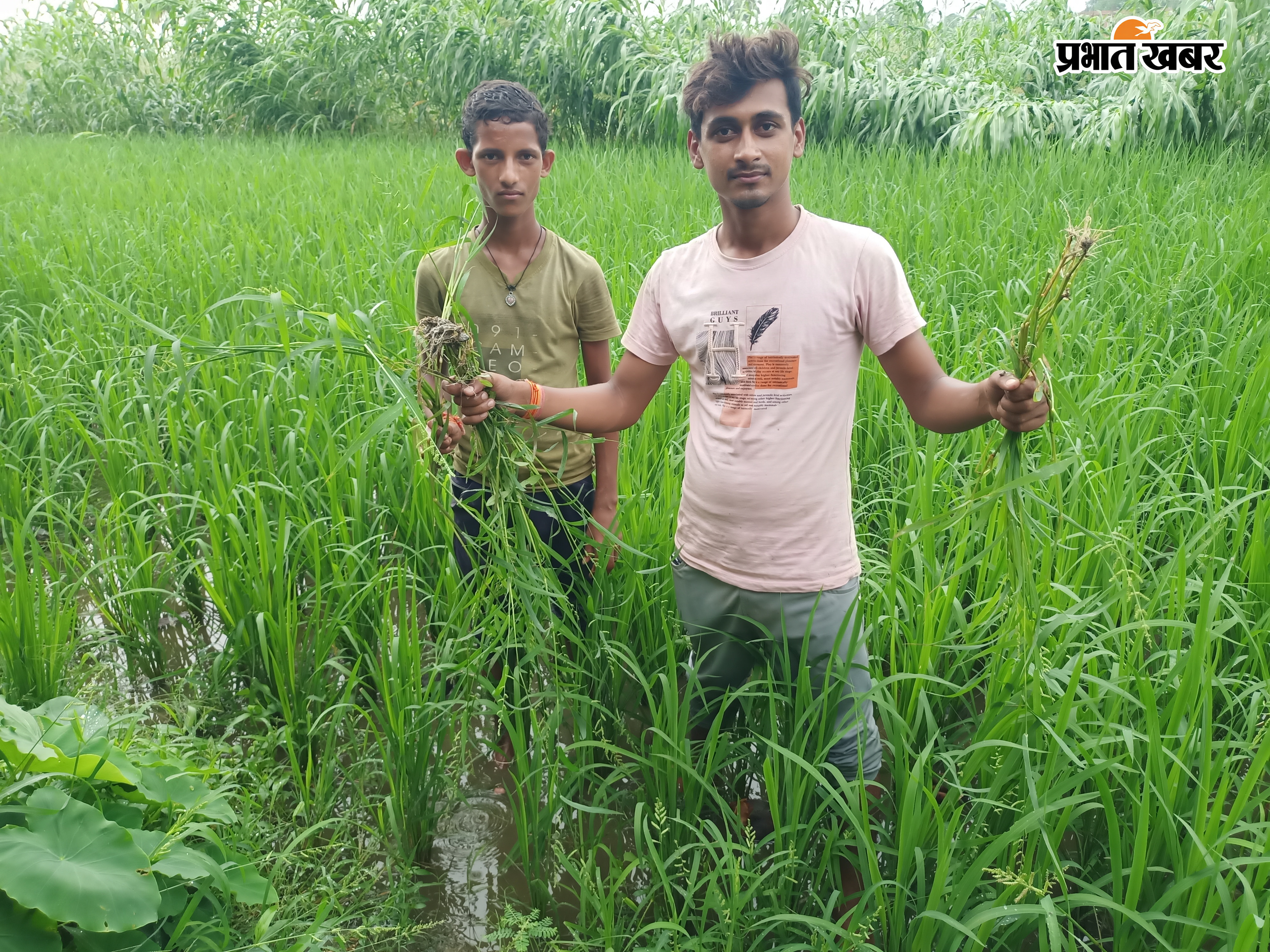 धान की लहलहाती फसल को देखता किसान। धान की खेत से खरपतवार निकालने में जुटे किसान। | Prabhat Khabar Network