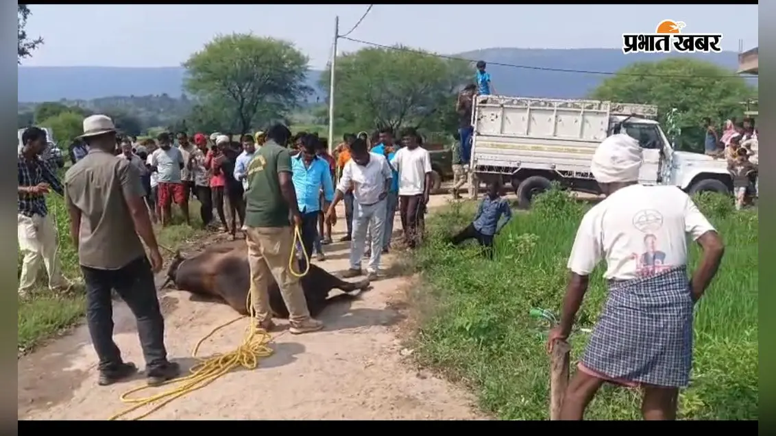 पांच घंटे तक चला रेस्क्यू, पकड़ा गया काला सांड... पिकअप पर चढ़ाते ही फिर भागा