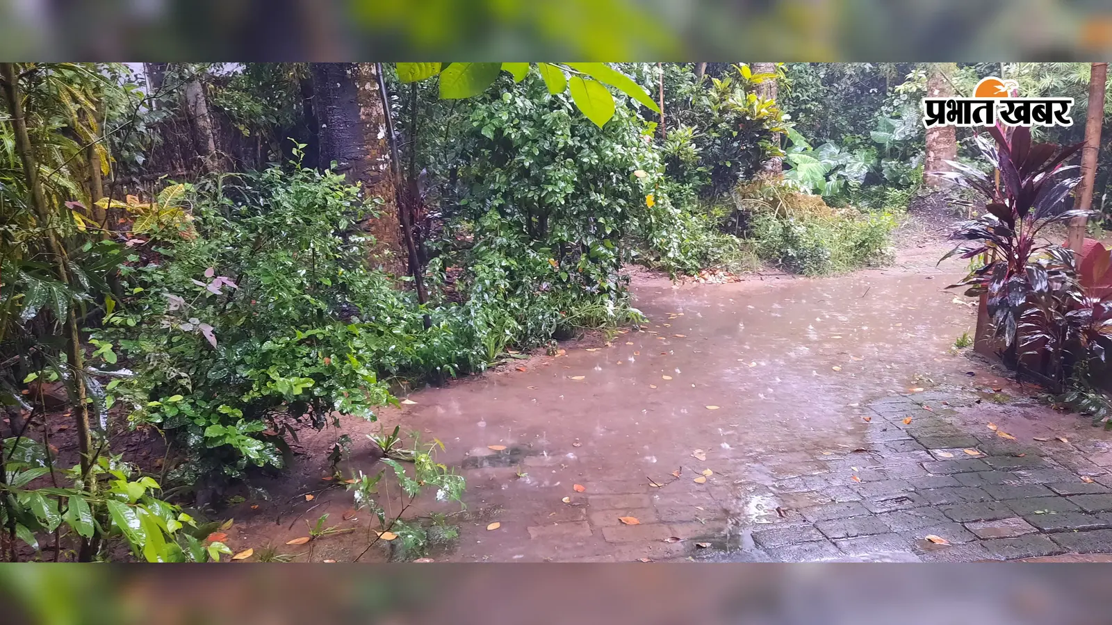 कटिहार: कदवा में झमाझम बारिश से मौसम हुआ सुहाना, लहलहाती धान की फसल देख खिले किसानों के चेहरे