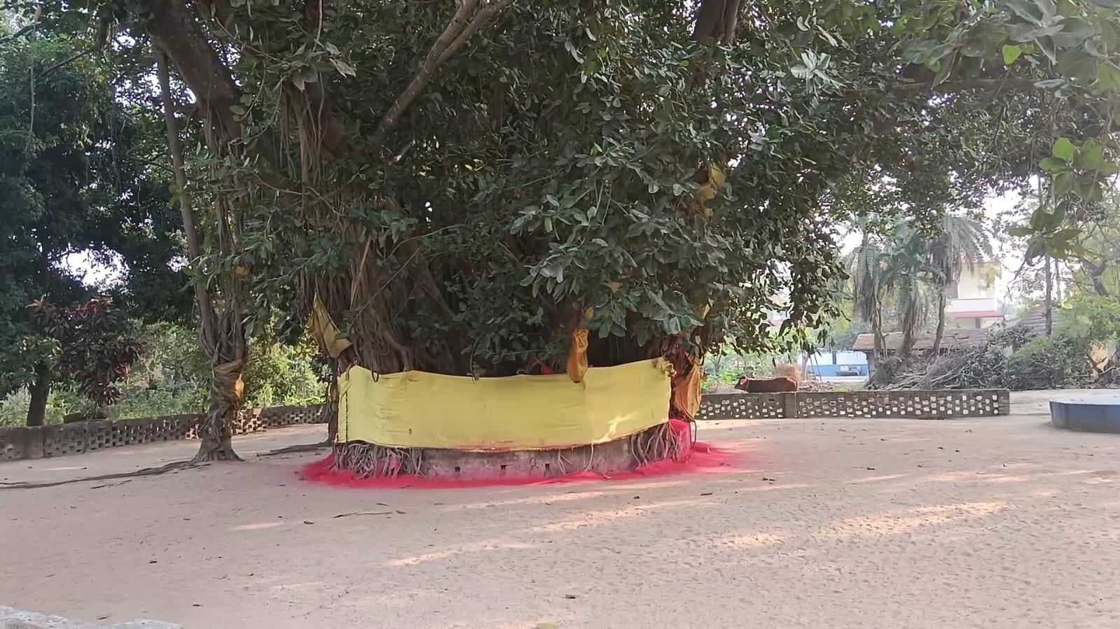 vat vriksha inside jagannath temple muzaffarpur.png