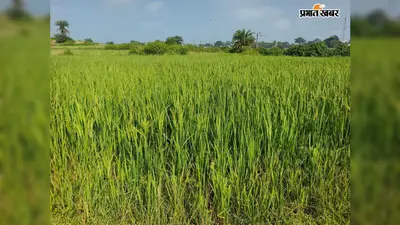 भादो की बारिश बनी किसानों की संजीवनी, सूखते धान के खेतों में लौटी हरियाली; फसल बचने की जगी उम्मीद
