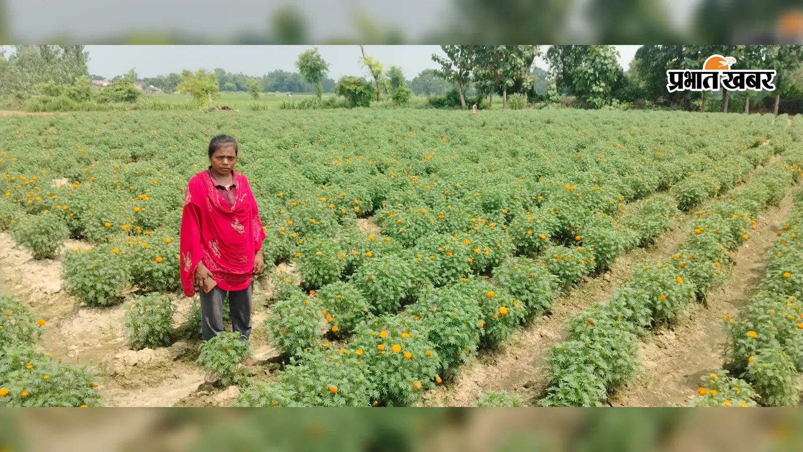 फूलों की खेती से बदल सकती है किस्मत, जानिए कैसे सीतामढ़ी का बैरहा गांव बन गया 'मिनी कोलकाता'