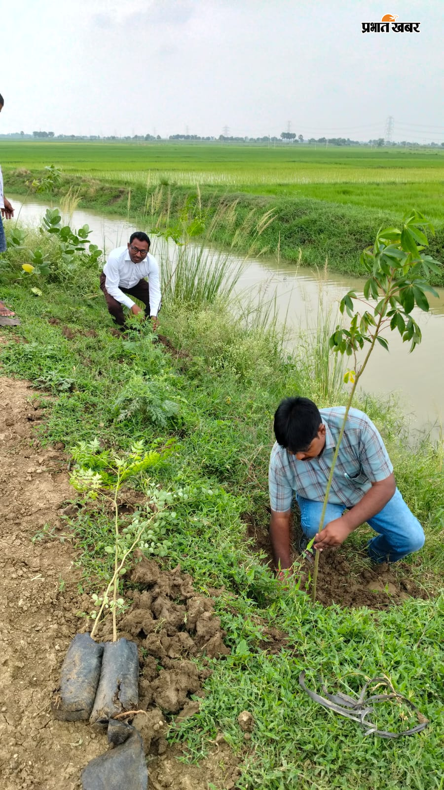 फोटो- पौधारोपण करते डीआरडीए के अधिकारी. फोटो- नर्सरी से पौधे लेकर जाते वाहन चालक. | Prabhat Khabar Network