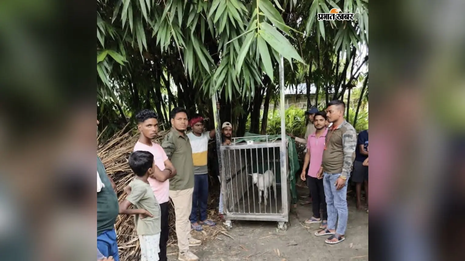 पिपरासी में फिर दिखा तेंदुआ: अगर आप भी इस इलाके में हैं तो रहें सावधान, वन विभाग ने लगाया पिंजरा