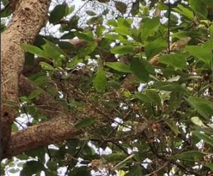 sita kund khichadi tree.png