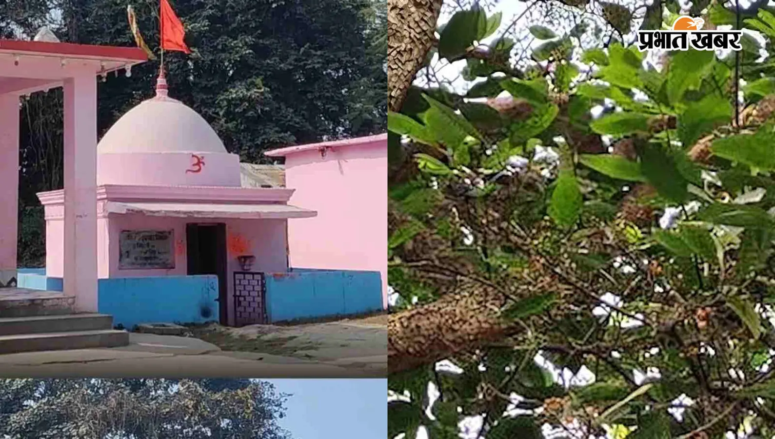 इस जगह पूरी हुई थी माता सीता की "चौठारी" रस्म, अब यहां उगता है 'खिचड़ी का पेड़'