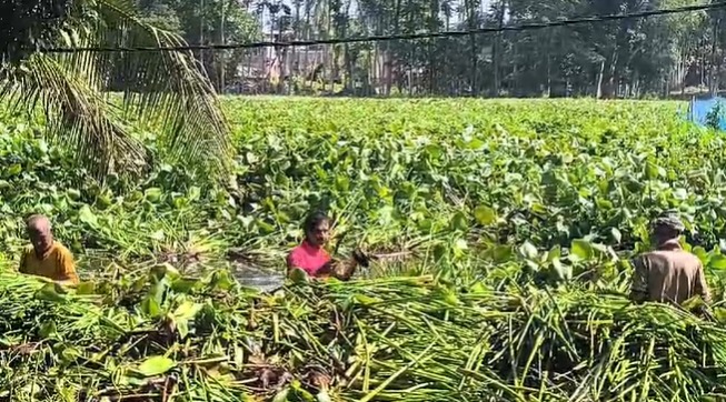जलकुंभी को तालाब से निकालते लोग.
