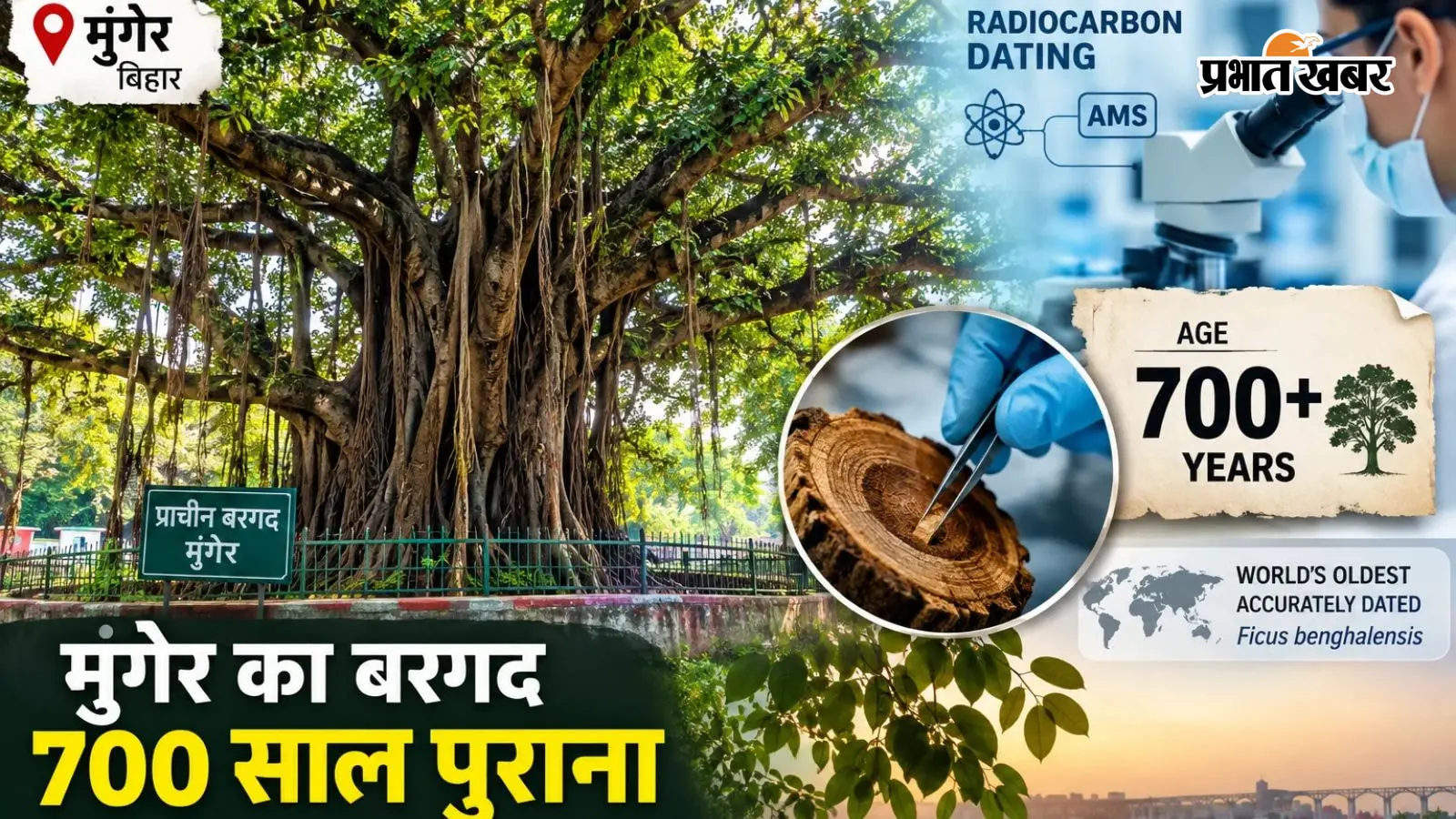 700 साल पुराना निकला मुंगेर का बरगद, वैज्ञानिक जांच में दुनिया का सबसे पुराना प्रमाणित बरगद