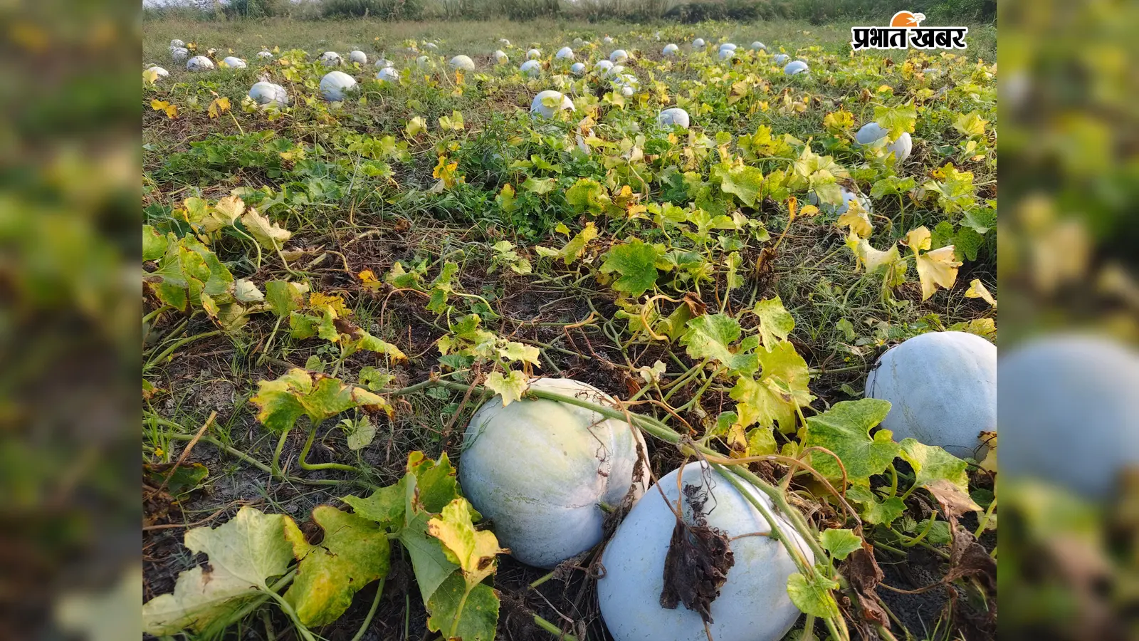 वैशाली में शिशकोहरा की बंपर फसल, खरीदार नहीं मिले तो किसानों ने खेत में ही जुतवा दी फसल