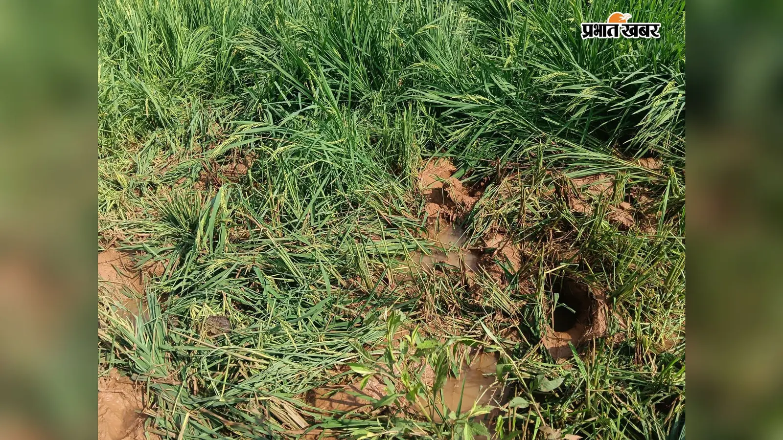 धुरकी: धान पकने से पहले हाथियों ने मचायी तबाही, 100 से 150 एकड़ फसल रौंदी