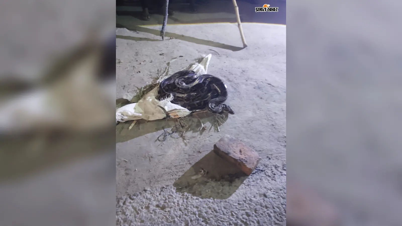 10 फीट के अजगर को देखकर मची अफरा-तफरी, सूचना के घंटों बाद भी नहीं पहुंची रेस्क्यू टीम