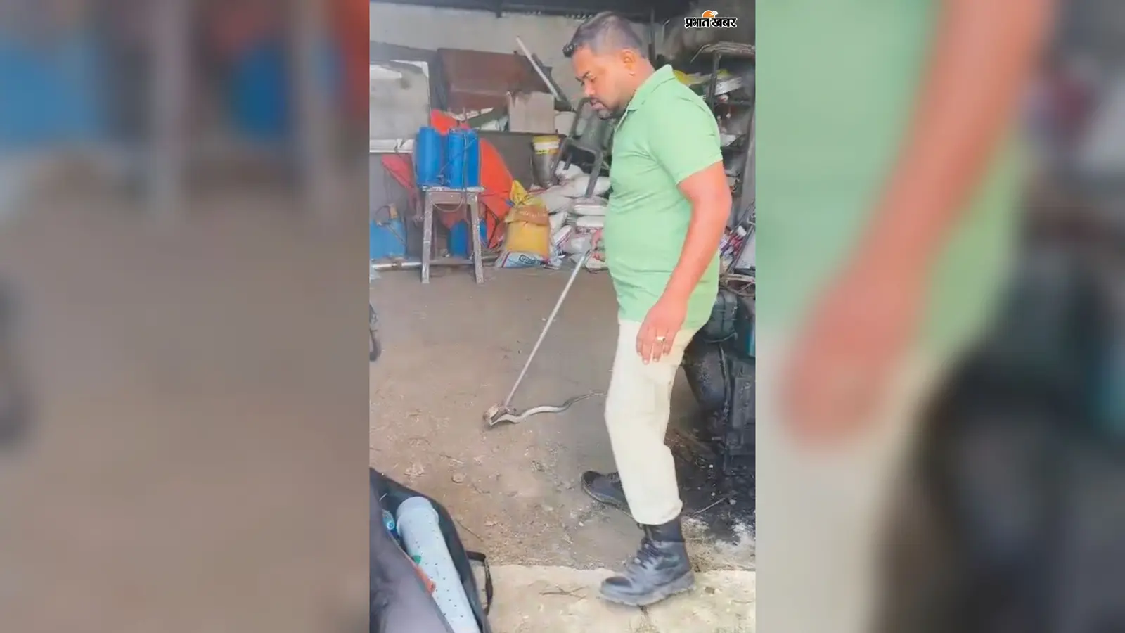 कृषि विज्ञान केंद्र में फन फैलाये बैठा कोबरा : वन विभाग की टीम ने किया सुरक्षित रेस्क्यू
