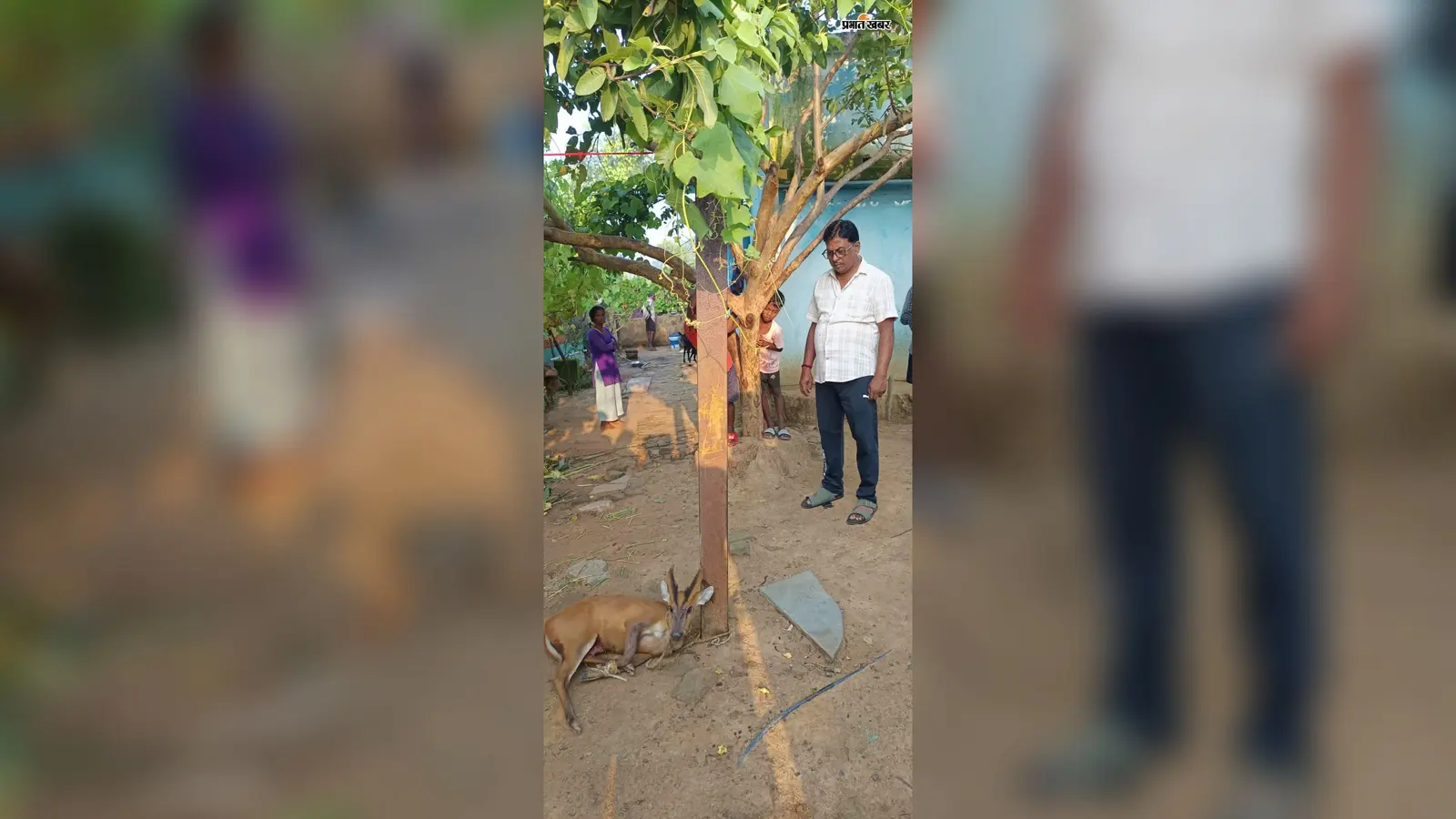 लातेहार के जंगल से भटककर पहुंचा घायल कोटरा, वन विभाग ने किया रेस्क्यू
