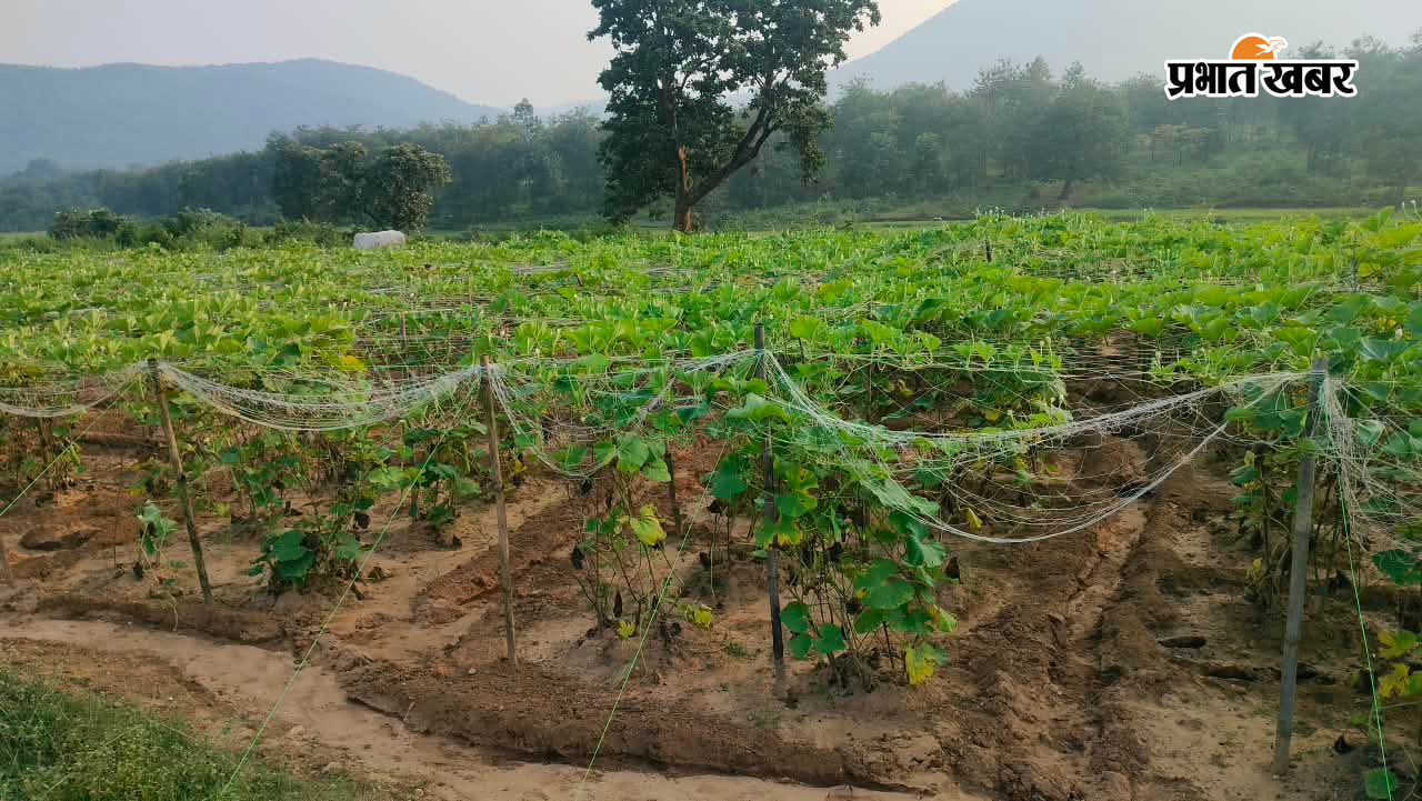 फोटो खेत में लहलहाती फसल फोटो फसल का निरीक्षण करते कृषक और संस्था के अधिकारी | Prabhat Khabar Network