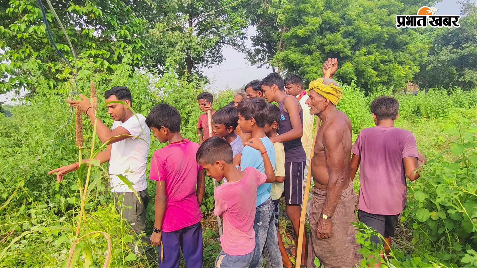 आरा: बड़हरा के मनीछपरा में नीलगाय का आतंक, ग्रामीणों और मवेशियों पर हमले से दहशत