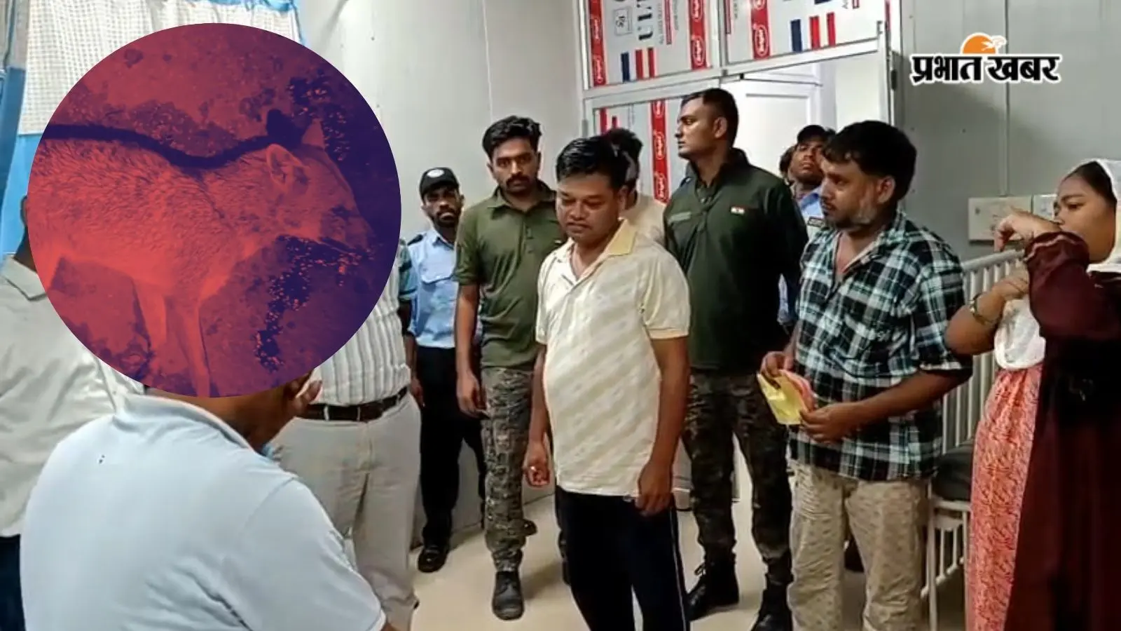 सासाराम के तेंदुनी चौक पर सियार के हमले से दहशत, 14 लोगों को काटकर किया जख्मी