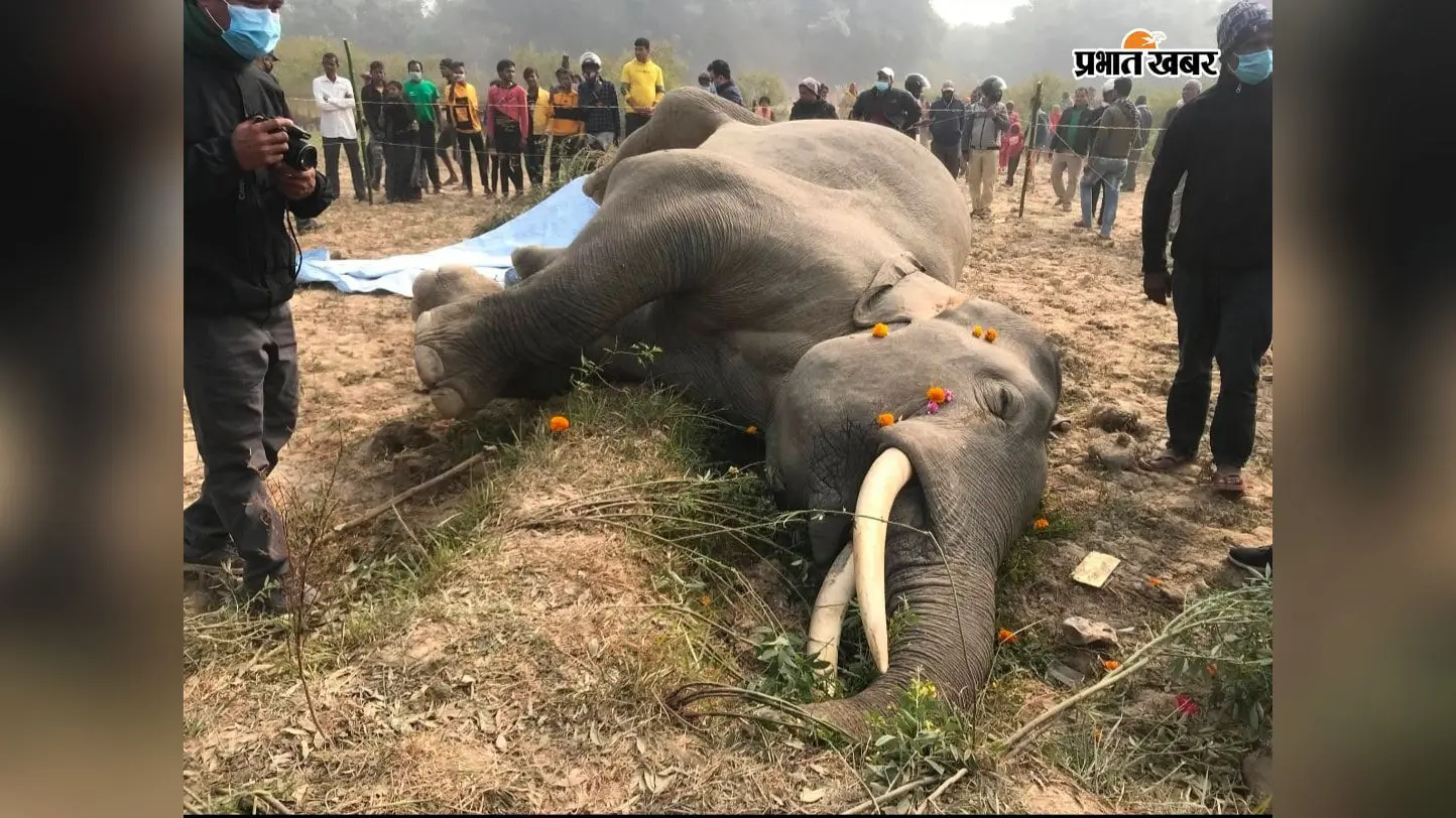 West Champaran News: चितवन का चर्चित रोनाल्डो हाथी नहीं रहा, 33 बच्चों के पिता की करंट लगने से मौत
