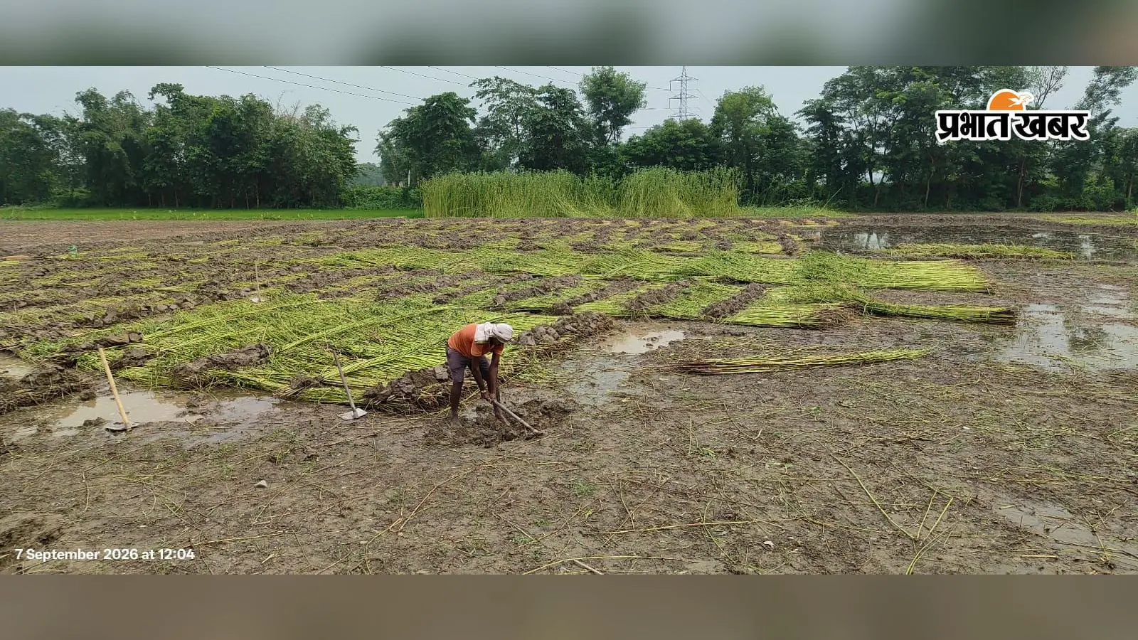 घोड़दौल में स्टेट बोरिंग बंद, सूखी नहर ने बढ़ाई किसानों की परेशानी : पाट गलाने को पानी नहीं