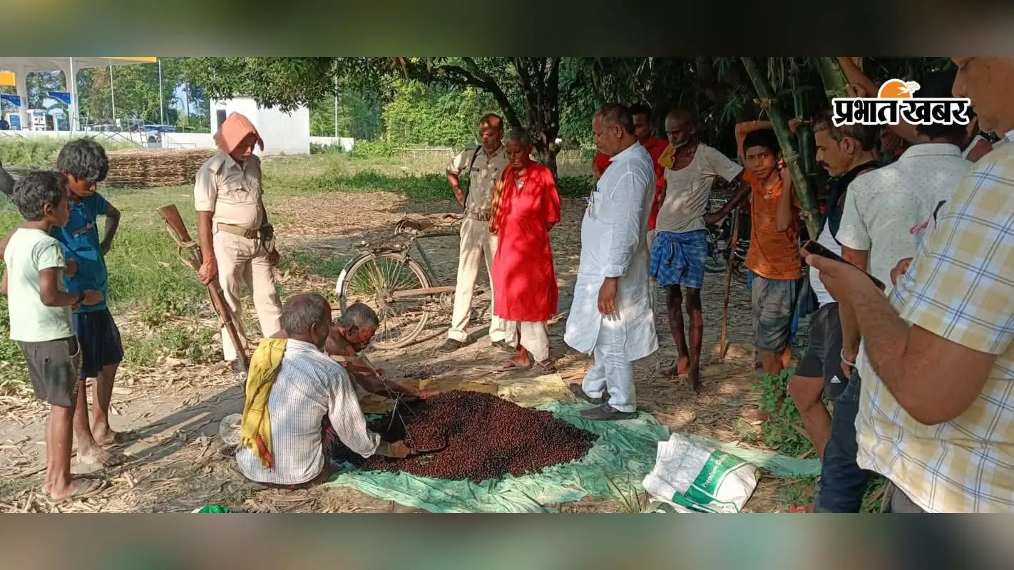 चंपारण की धरती पर मखाना की खेती ने पकड़ी रफ्तार, खेत से बाजार तक बढ़ रहा रोजगार