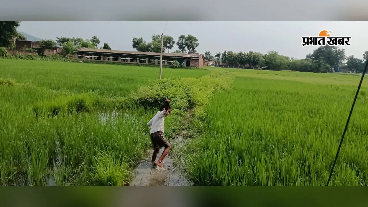 औरंगाबाद : मदनपुर में आज भी सड़क का इंतजार, मरीजों को खाट पर और बच्चे पगडंडी से जाते हैं स्कूल