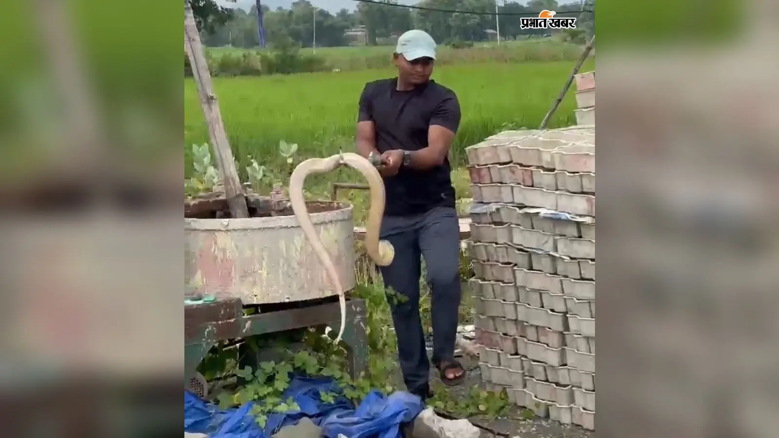 नवादा सीमेंट ईंट फैक्ट्री में निकला विषैला सांप, मजदूरों में मची अफरा-तफरी; वन विभाग ने जंगल में छोड़ा