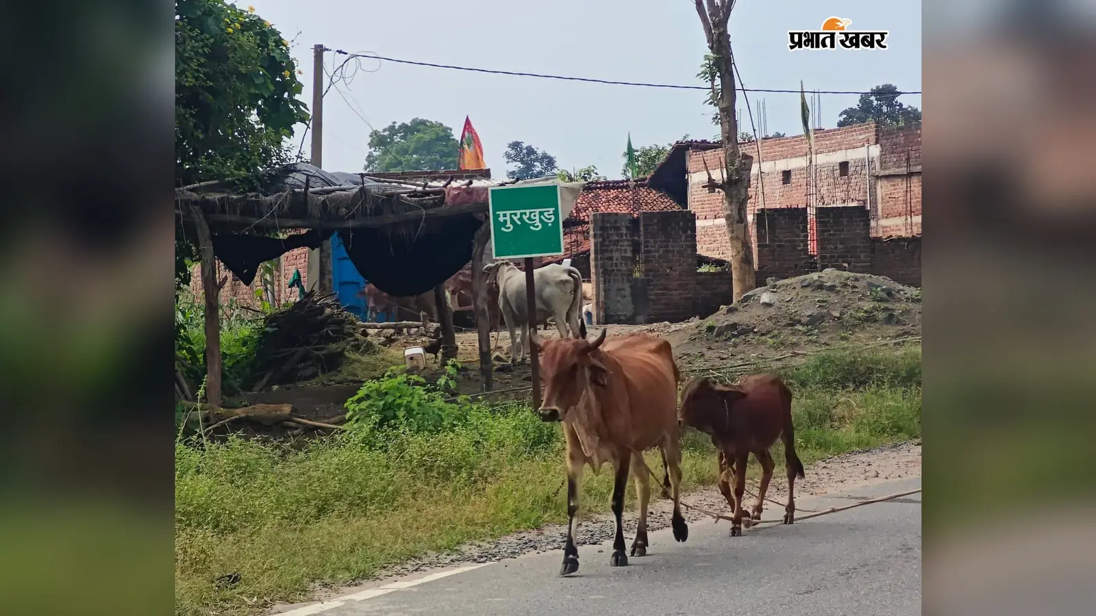 रमकंडा: मुड़खुड़ में एक माह में बकरी चोरी की तीन घटनाएं, ग्रामीण चिंतित