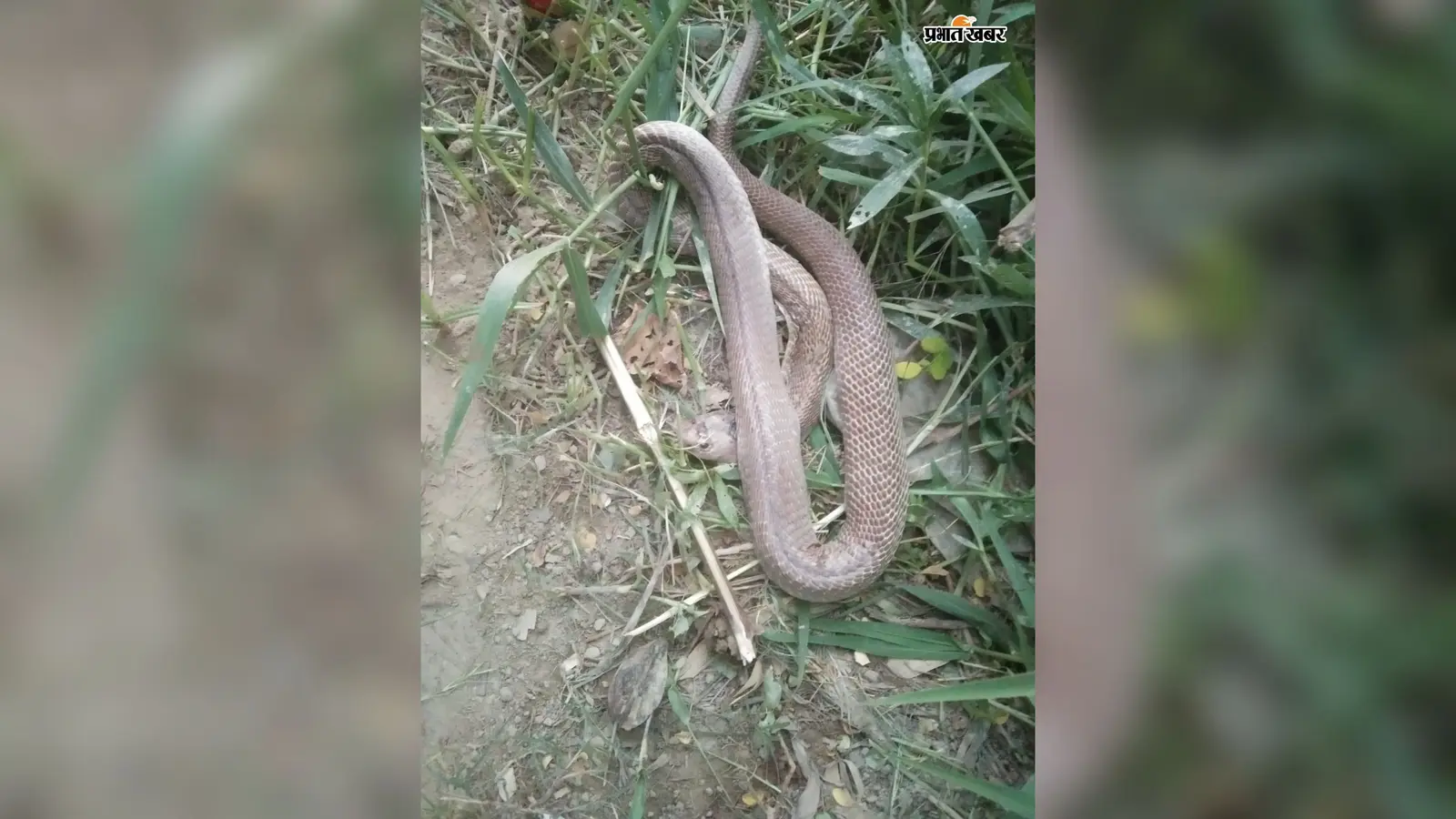 बिरौल में घर के काम के दौरान जहरीले सांप ने डसा, वृद्धा की अस्पताल ले जाते समय मौत