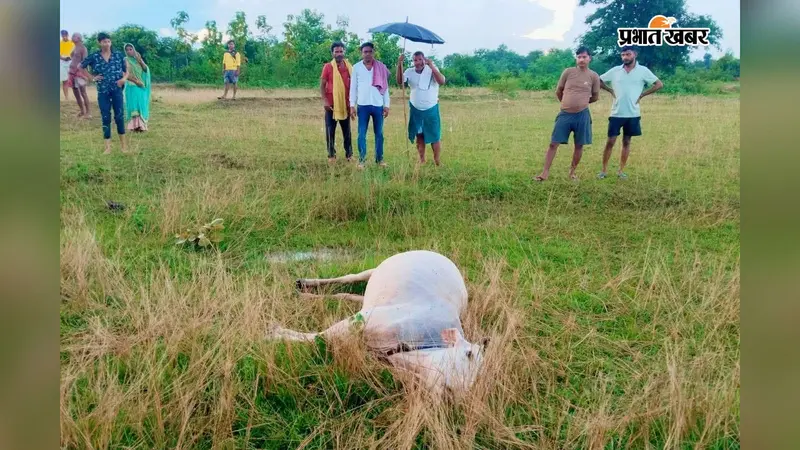 कटोरिया इलाके में वज्रपात से दहशत: बारिश के दौरान गिरी बिजली, पशुपालकों का हुआ भारी नुकसान