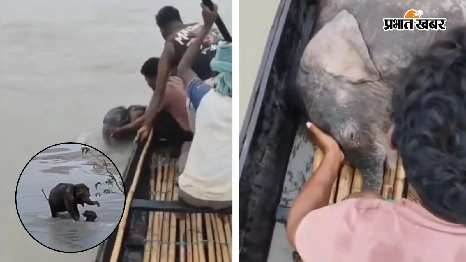VIDEO: तीस्ता नदी में बहता जा रहा था नन्हा हाथी, मछुआरों ने ऐसे बचाई जान; हथिनी का प्यार देख भर आएंगी आंखें