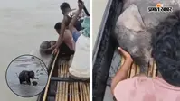 VIDEO: तीस्ता नदी में बहता जा रहा था नन्हा हाथी, मछुआरों ने ऐसे बचाई जान; हथिनी का प्यार देख भर आएंगी आंखें