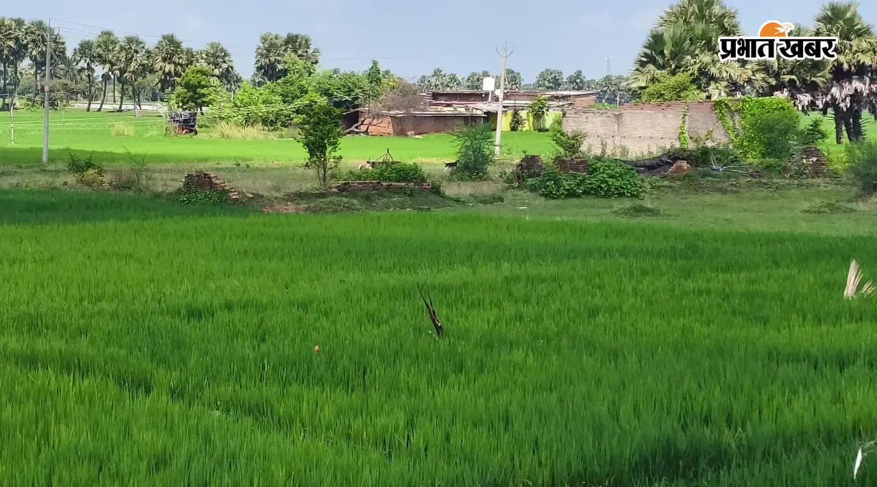 हनवारा में बारिश का इंतजार, खेतों में सूखने लगी धान की फसल; किसानों की बढ़ी चिंता