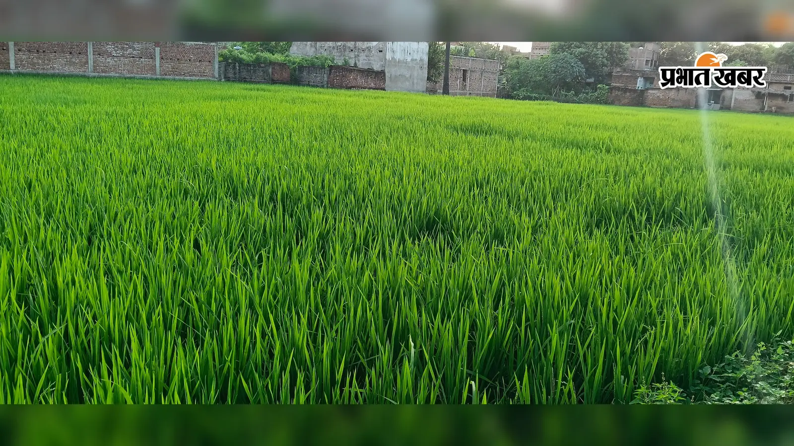 नवादा: खेत-खेत पहुंचकर फसल का डिजिटल रिकॉर्ड तैयार कर रहा कृषि विभाग, अकबरपुर में 68% सर्वे पूरा