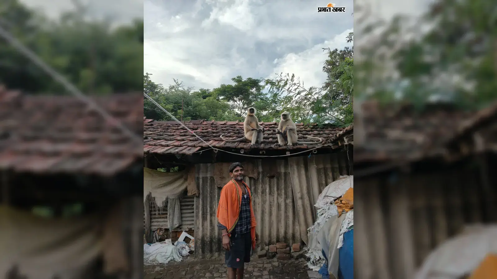 दो लंगूर पहुंचे गांव तो मच गया कौतूहल, कोई वीडियो बनाने लगा तो कोई खिला रहा फल