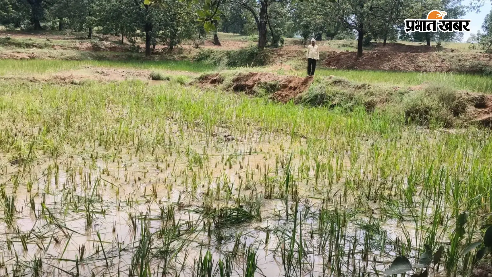 हाथियों का आतंक जारी, धान-मकई की फसल रौंदकर बर्बाद, किसानों में आक्रोश